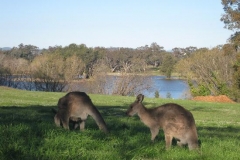 Canberra, kangaroo